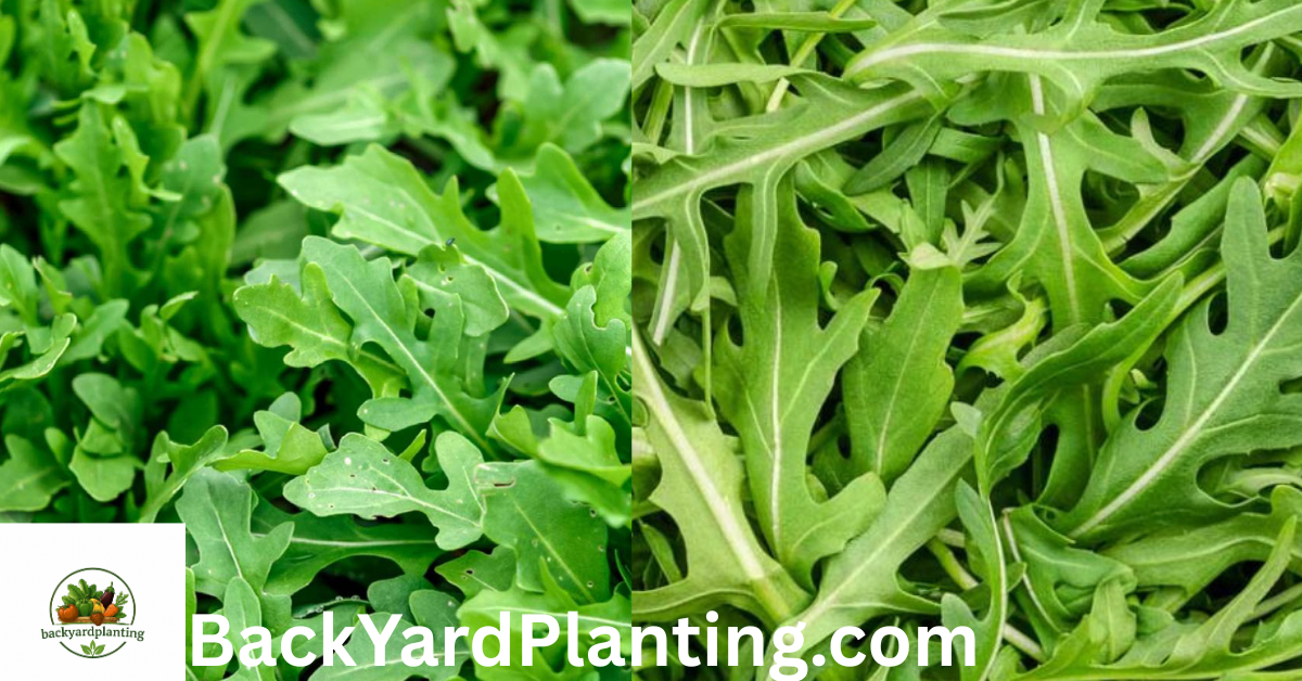 Arugula Shortage