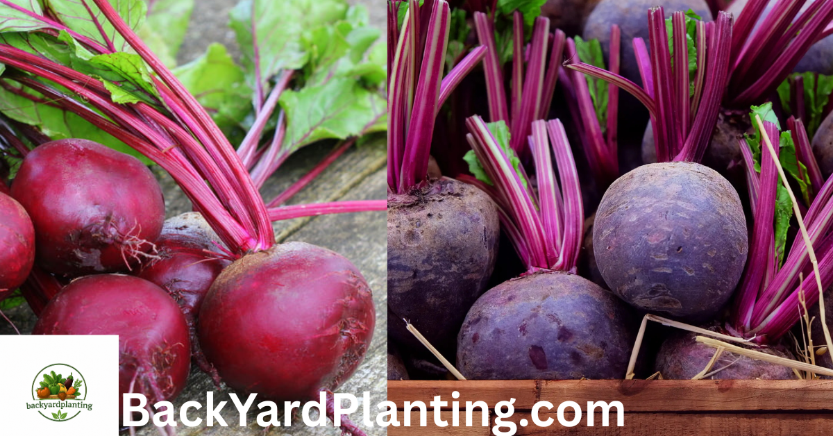 Beetroot Shortage