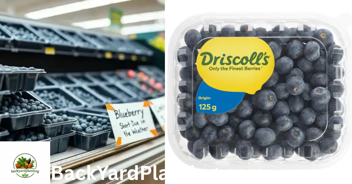 Blueberry Shortage