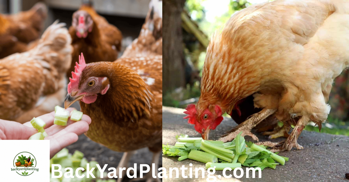Can Chickens Eat Celery