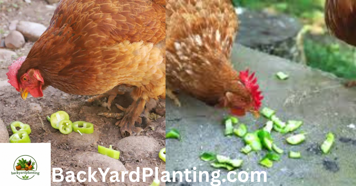Can Chickens Eat Jalapeno