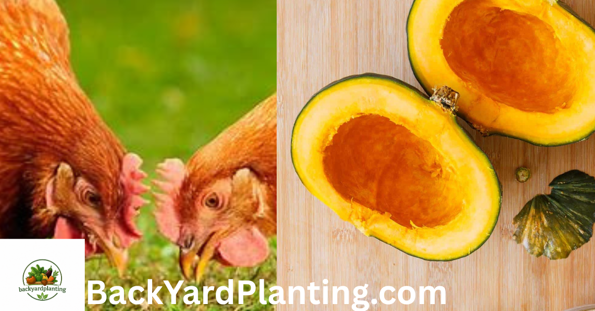 Can Chickens Eat Raw Squash