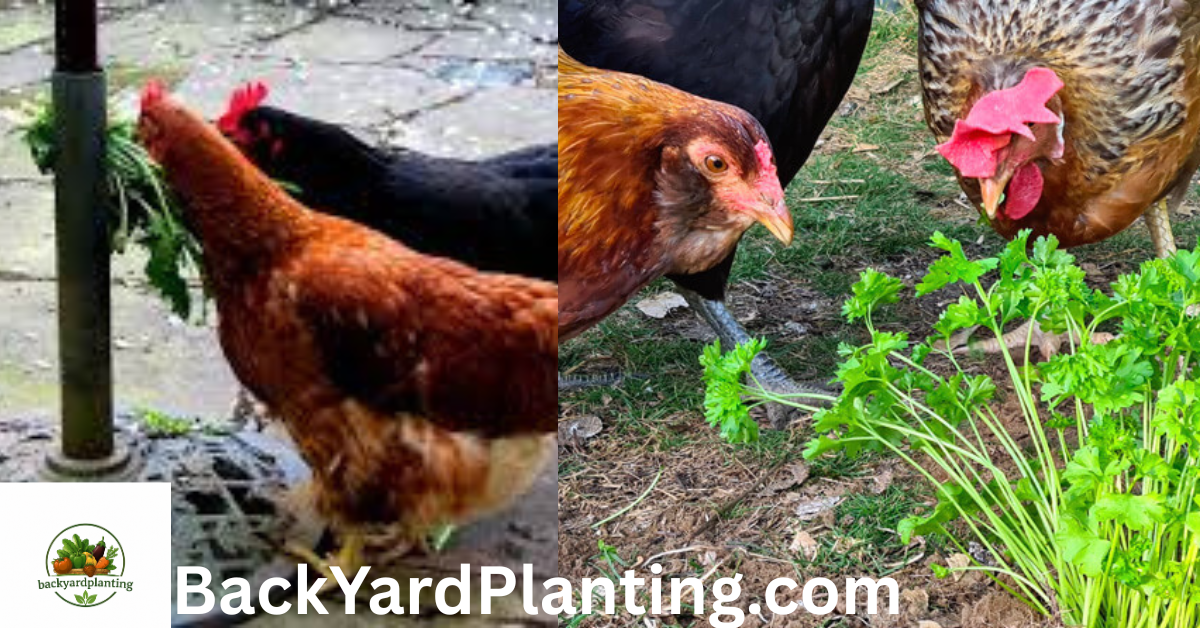 Can chickens eat cilantro
