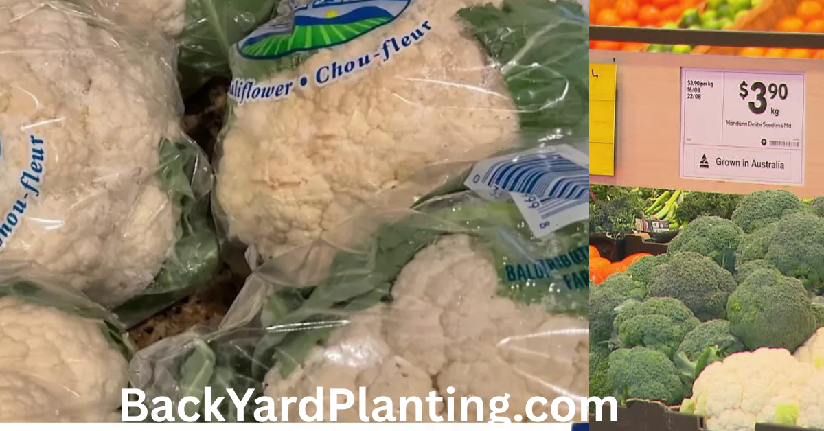 Cauliflower Shortage