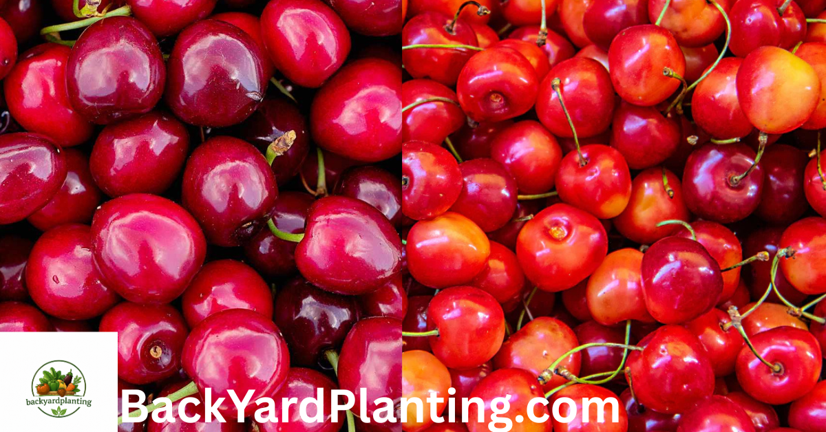 Cherry Season in Florida