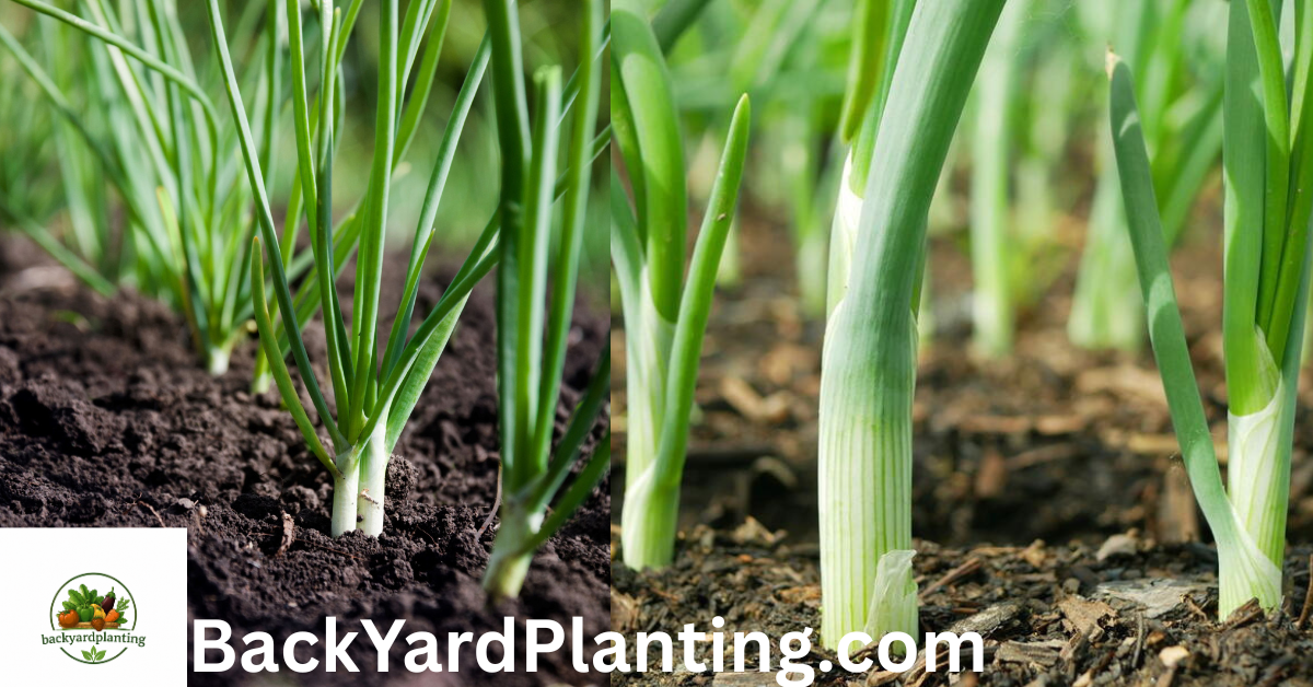 Green Onion Growing Stages