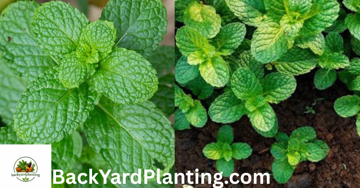 Mint Shortage