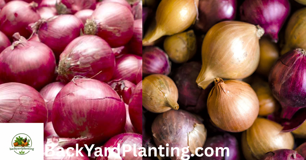 Onions Shortage