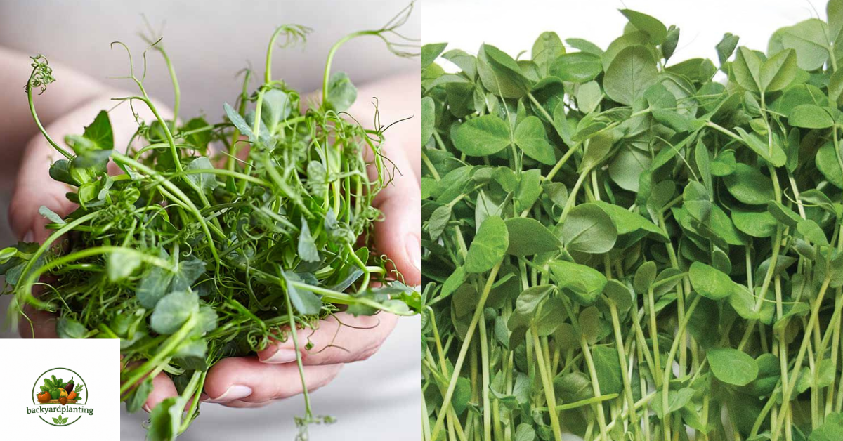 Pea Shoots Benefits