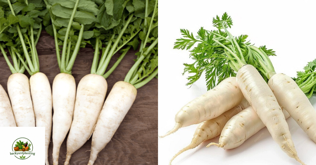 Radish shortage