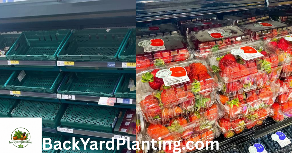Strawberry Shortage