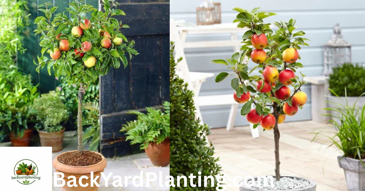 can apple trees grow in pots