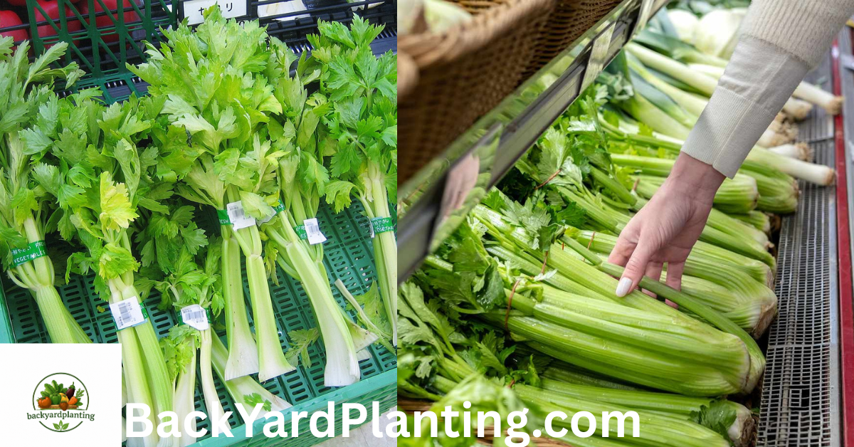 celery shortage