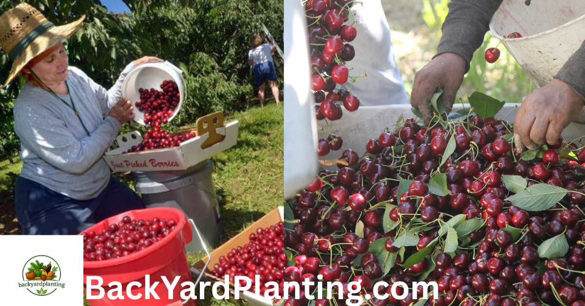 cherry harvest labor shortage