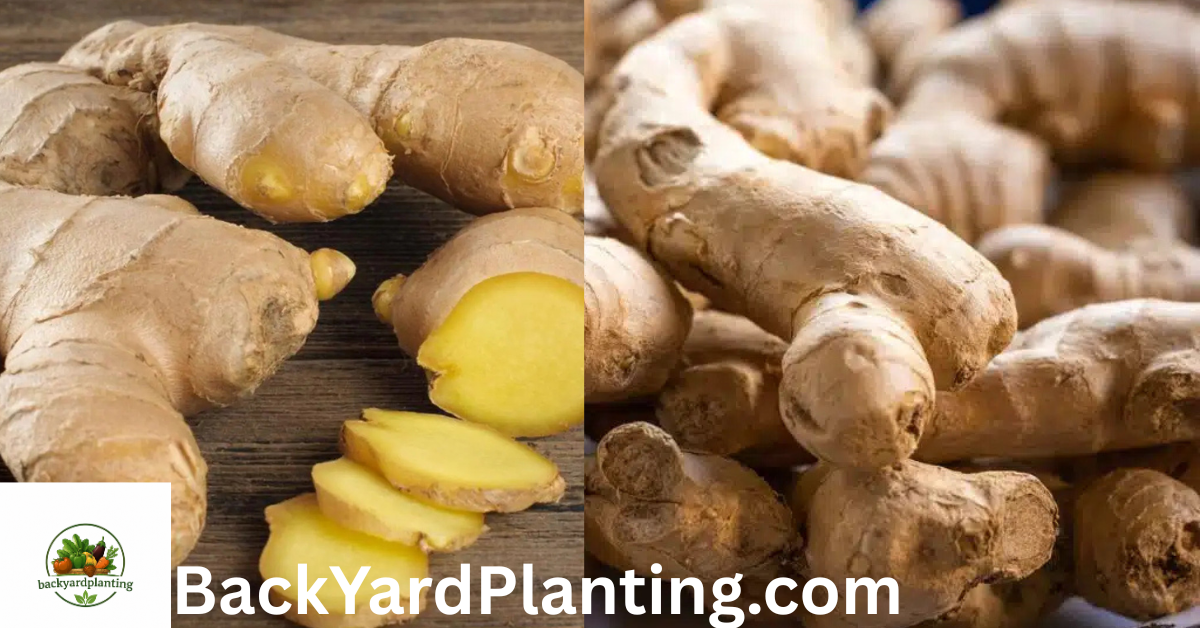 ginger shortage