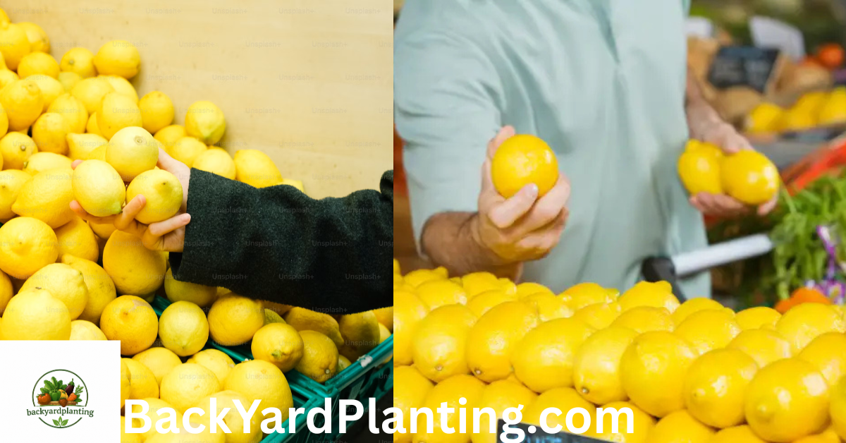 is there a lemon shortage