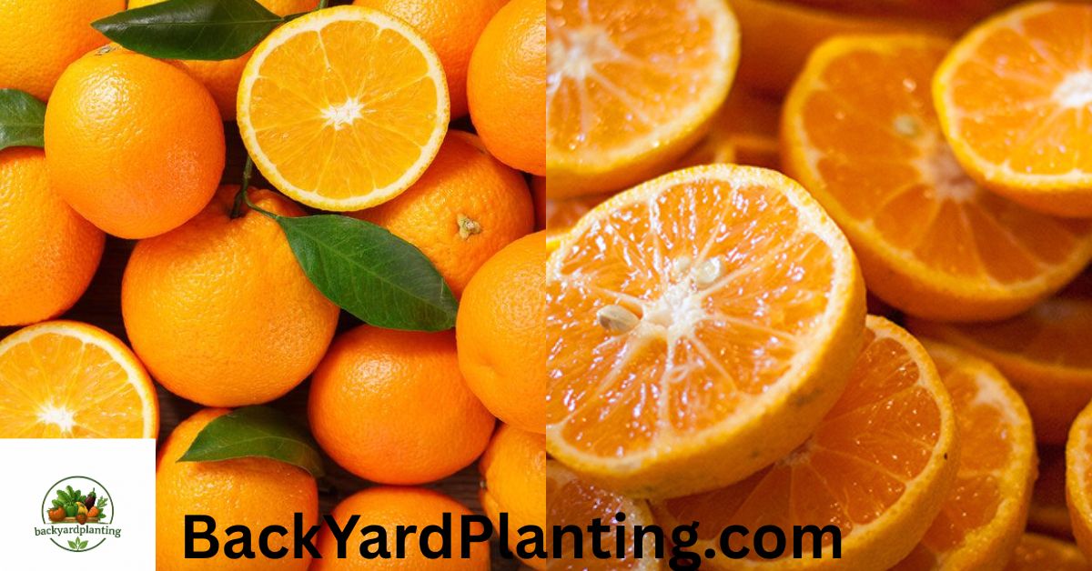 orange shortage