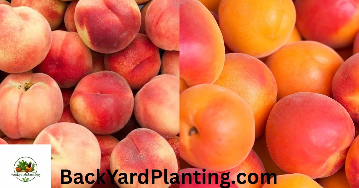 peach shortage