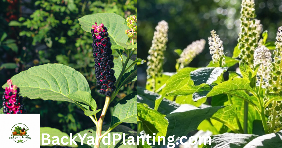 pokeweed look alikes