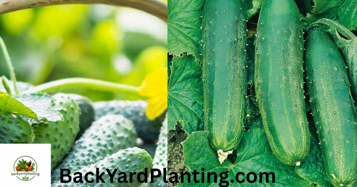 Bush Cucumber Varieties