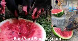 Can Chickens Eat Watermelon? Everything Backyard Chicken Owners Need to Know
