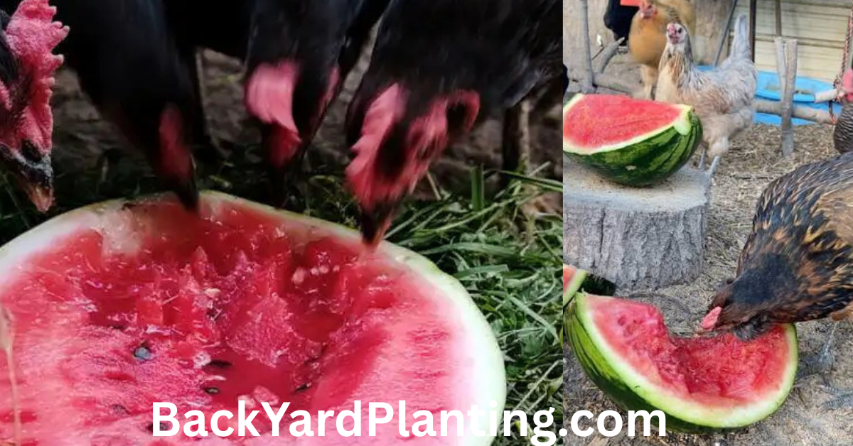 Can Chickens Eat Watermelon