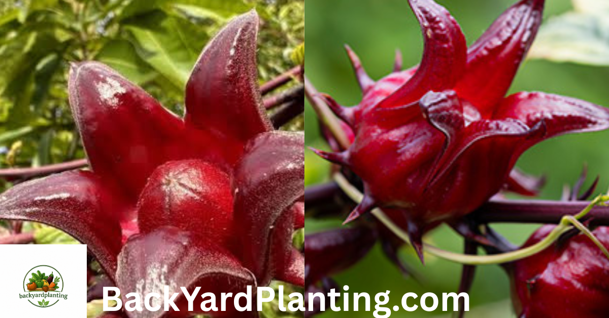 Florida Cranberry