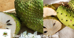 Fruits That Look Like Pineapple