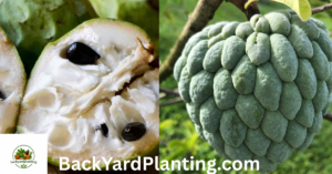 Fruits That Look Like Pineapple