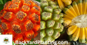 Fruits That Look Like Pineapple