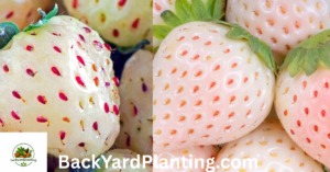 Fruits That Look Like Pineapple
