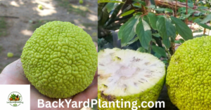 Fruits That Look Like Pineapple