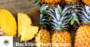 Fruits That Look Like Pineapple 7 Fascinating Fruits You Might Mistake for a Pineapple