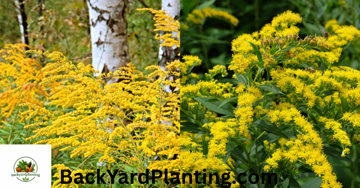 Goldenrod Look Alikes