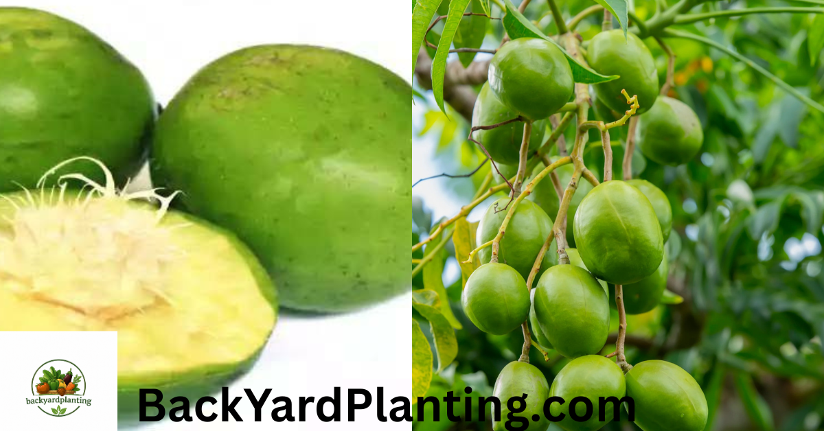 Fruits That Look Like Mango