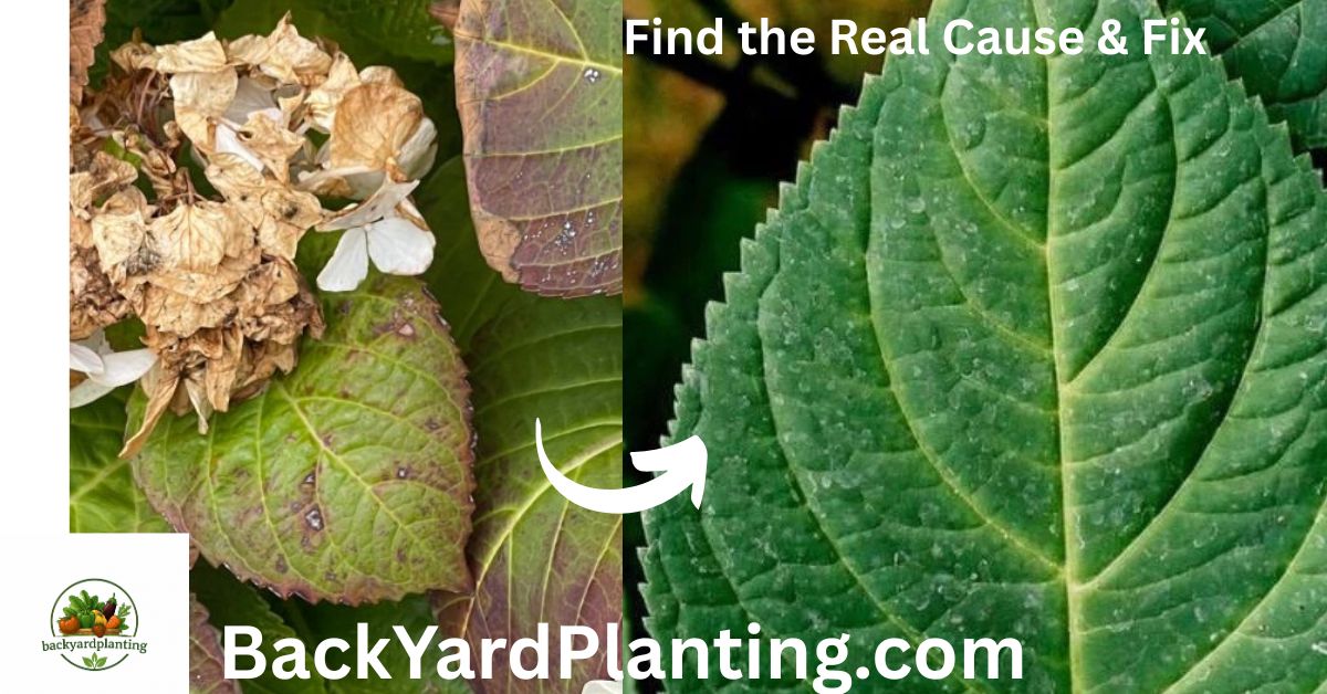 Hydrangea Leaves Curling