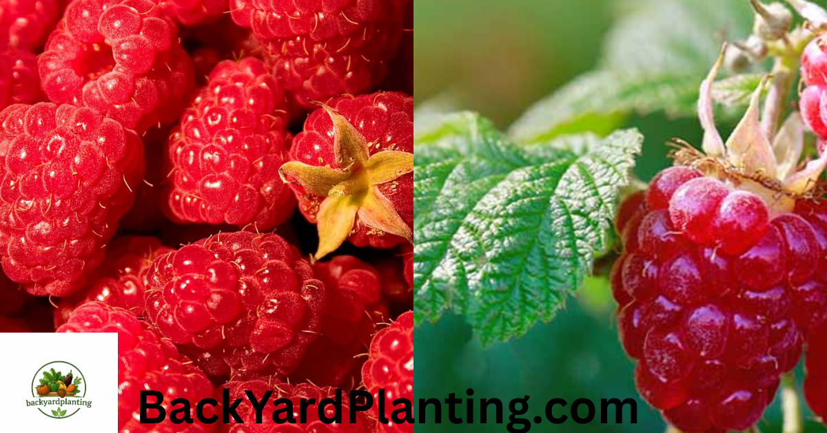 Raspberries Shortage