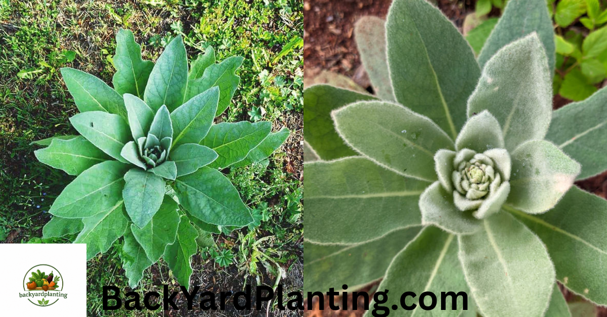 When to Harvest Mullein