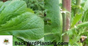 Wild Lettuce Look-Alikes: 8 Plants Commonly Mistaken for Wild Lettuce