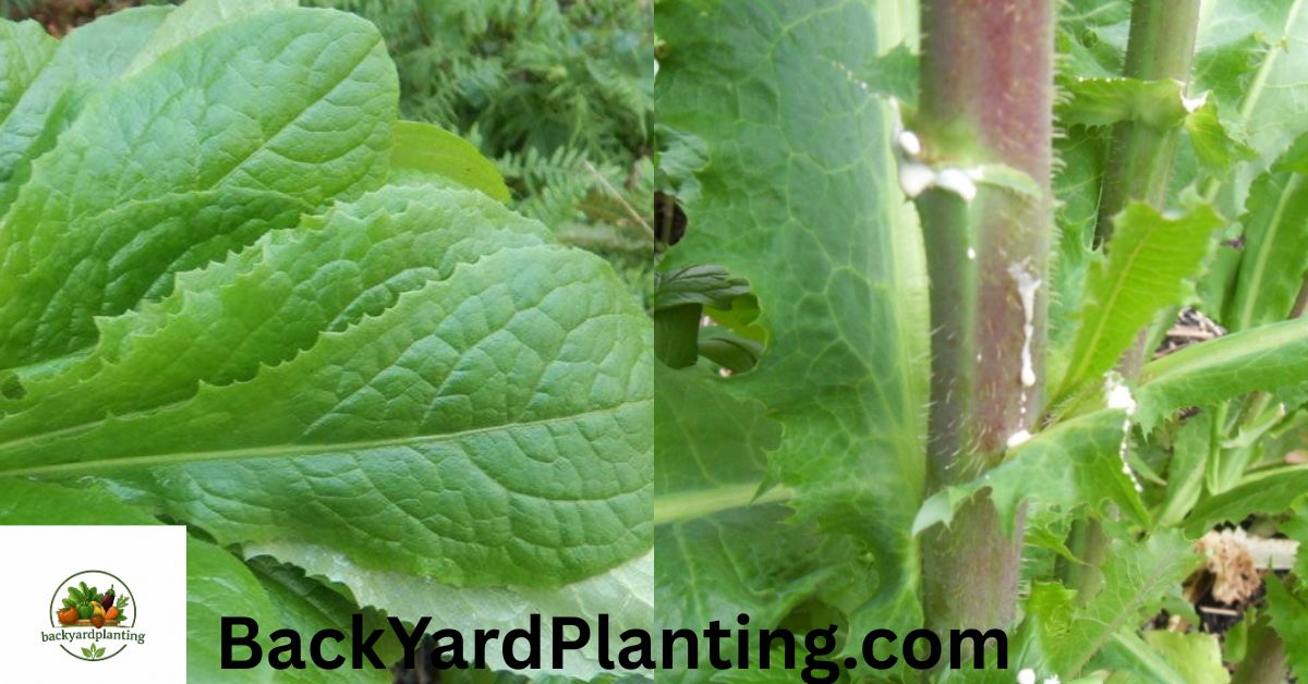 Wild Lettuce Look-Alikes