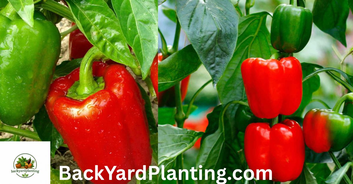 bell pepper sprout