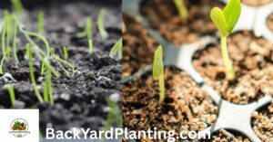 bell pepper sprout 
