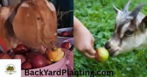 Can Goats Eat Apples? What Most Goat Owners Get Wrong