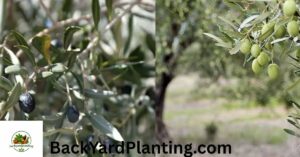 Do Olive Trees Lose Their Leaves? Everything You Need to Know
