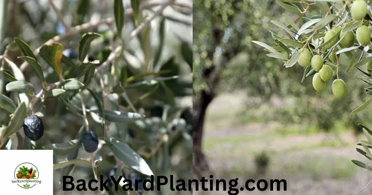 do olive trees lose their leaves