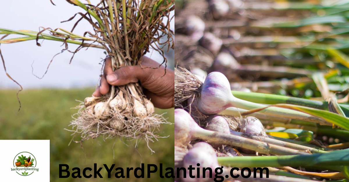 when to plant garlic in Texas
